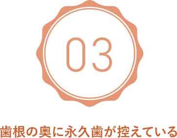歯根の奥に永久歯が控えている